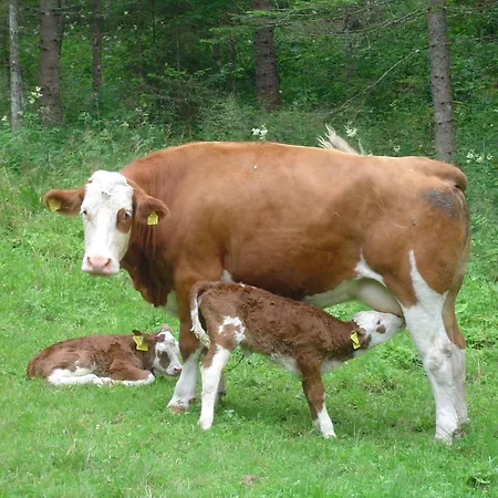 Knusperhäuschen